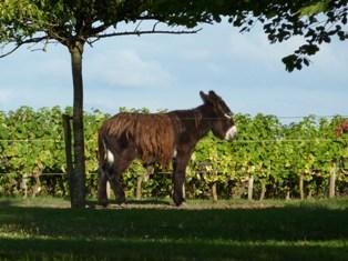 Baudet du Poitou